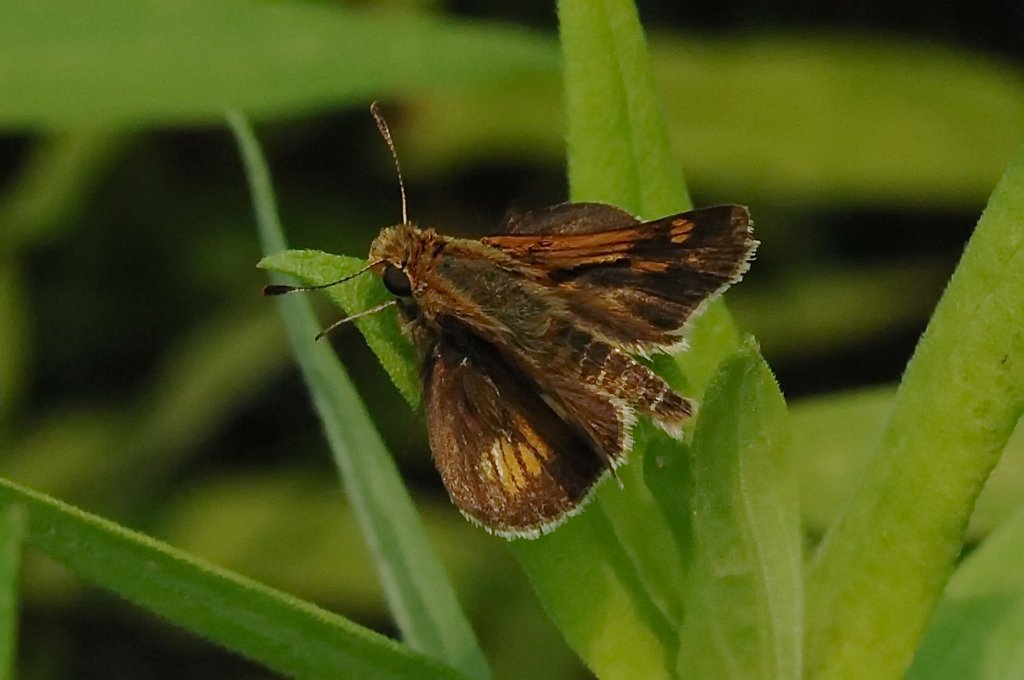 016 2011-08184148 Broad Meadow Brook, MA.JPG - Black Dash Skipper (Euphyes conspicua). Broad Meadow Brook Wildlife Sanctuary, MA, 8-18-2011